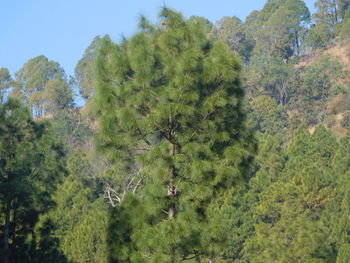 Scenic view of forest against sky