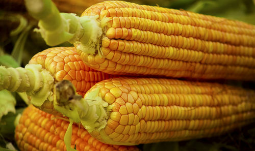 Close-up of bananas in market