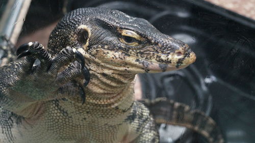 Close-up of a turtle