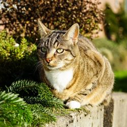 Close-up portrait of a cat looking away