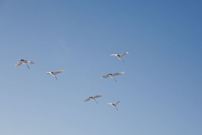 Low angle view of seagulls flying