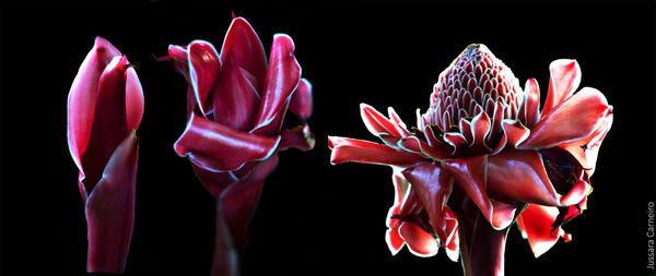 Close-up of flowers over black background