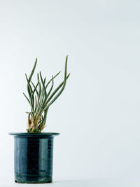 Potted plant against white background