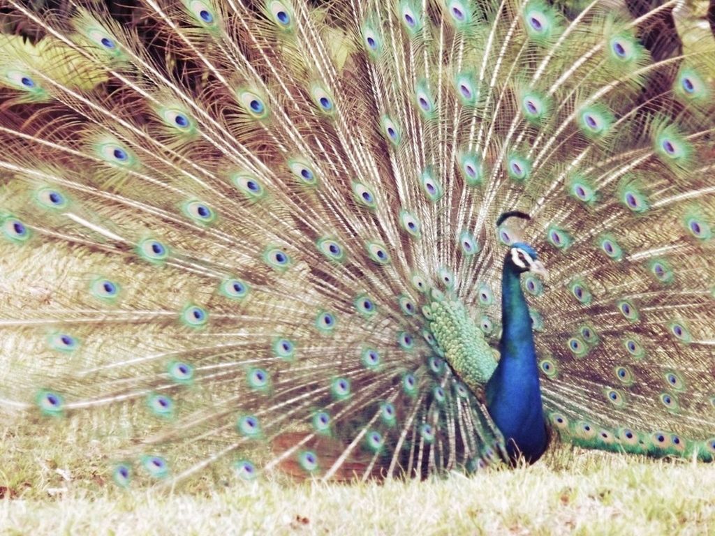 animal themes, animals in the wild, one animal, wildlife, peacock, bird, feather, natural pattern, nature, beauty in nature, close-up, blue, full length, outdoors, day, no people, male animal, zoology, peacock feather, field