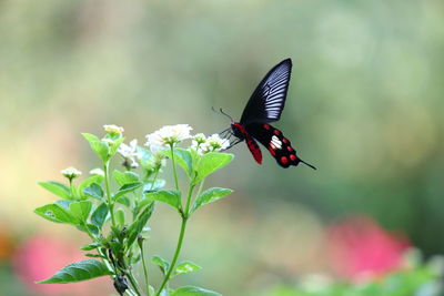 Close-up of butterfly pollinating on flower