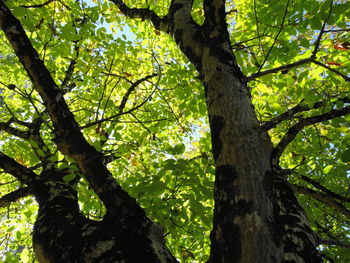 Low angle view of tree in forest