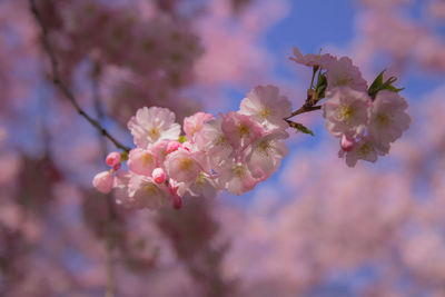 Close-up of cherry blossoms on tree