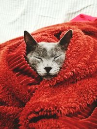 Close-up of cat sleeping on bed