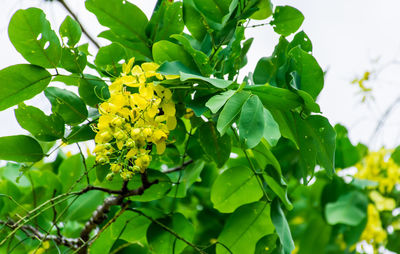 Close-up of yellow flowers