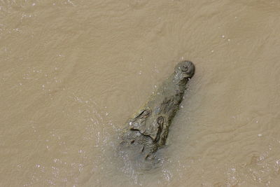 High angle view of fishes swimming in river