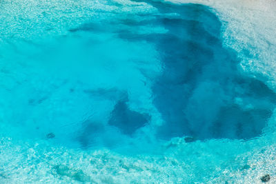 High angle view of jellyfish swimming in sea