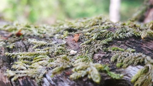 Close-up of lichen growing on moss