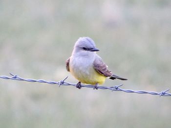 Close-up of bird perching outdoors