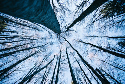 Low angle view of bare trees against sky