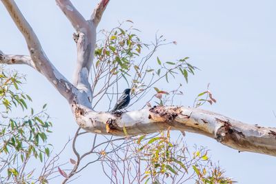 Low angle view of starling bird perching on branch