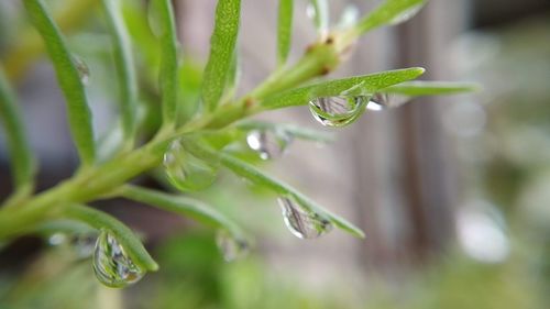 Close-up of wet plant