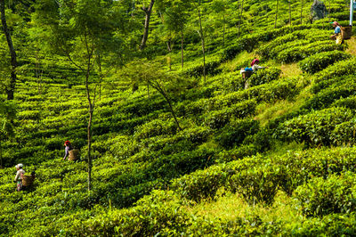 Man walking in forest