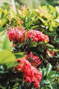 Close-up of red flowers