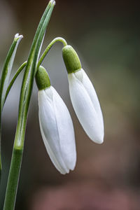 Close-up of white flowering plant