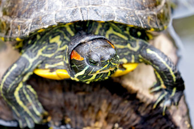 Close-up of tortoise