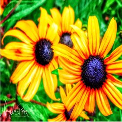 Close-up of yellow black-eyed blooming outdoors