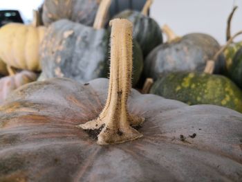 Close-up of bananas for sale