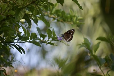 Close-up of butterfly on leaf