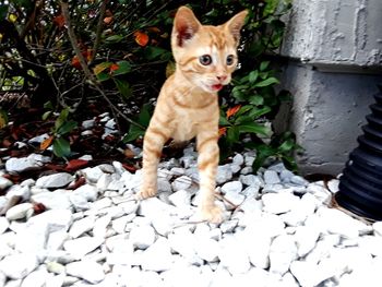 Portrait of cat standing outdoors