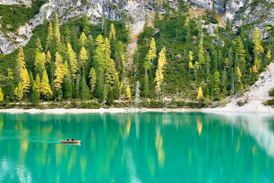Scenic view of lake in forest