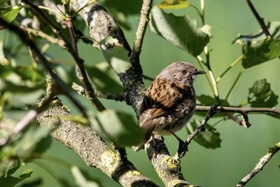 Bird perching on a tree