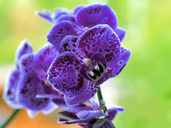 Close-up of purple orchid