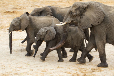 Elephants walking on field