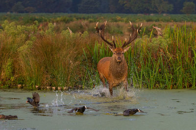 Deer in a lake