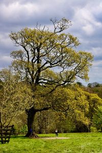 Tree in field against cloudy sky