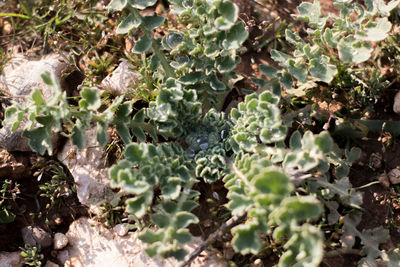 High angle view of insect on plant