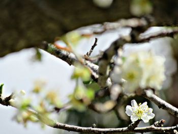 Close-up of white flowers on branch