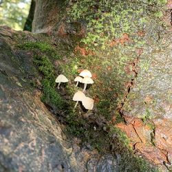 Close-up of mushroom growing on tree trunk