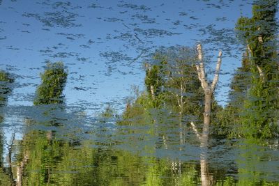 Reflection of trees in lake