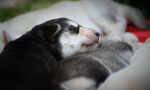 Close-up of cat sleeping