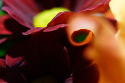 Close-up of flower blooming outdoors