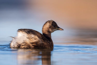 Duck swimming in lake