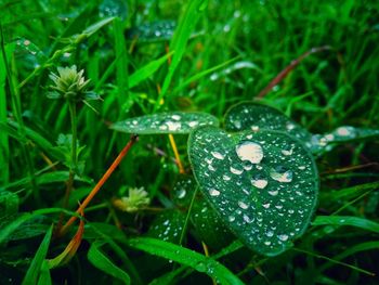 Close-up of raindrops on grass