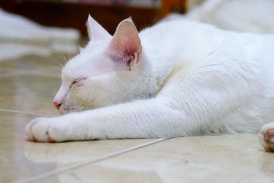 Close-up of cat lying on floor