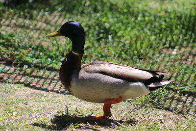 Close-up of mallard duck on field