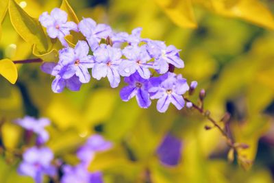 Close-up of purple flowering plant