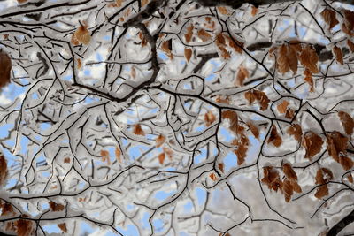 Full frame shot of bare tree branches during winter