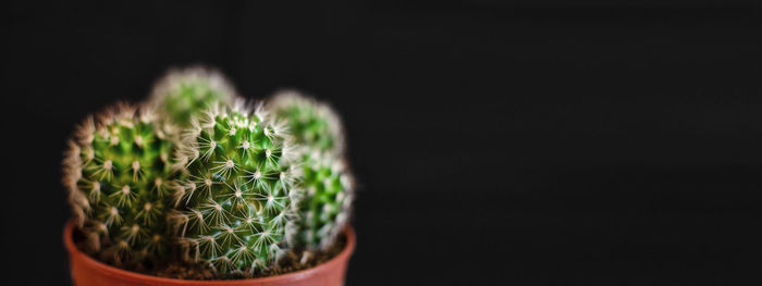 Close-up of cactus plant against black background