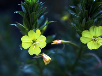 Close-up of yellow flowering plant