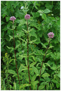 Close-up of plants