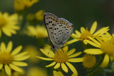 Close-up of butterfly pollinating on yellow flower